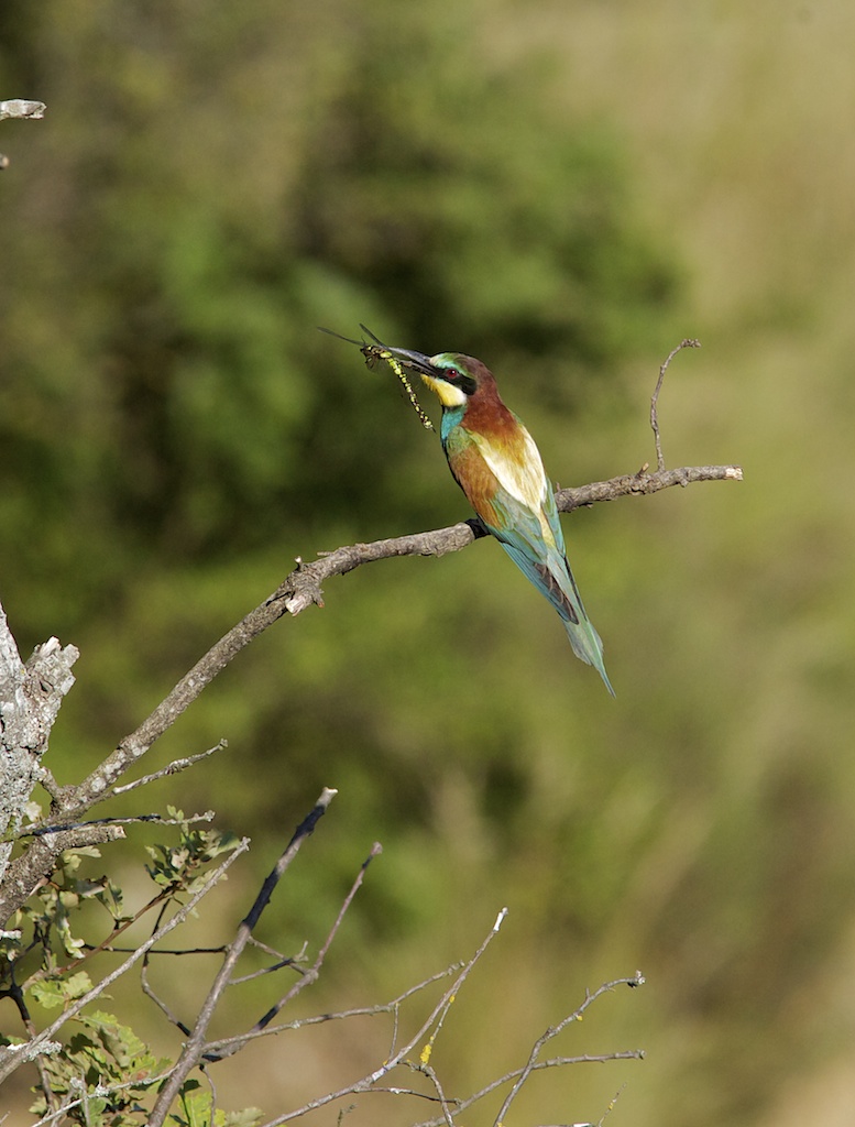 Bee Eater 1